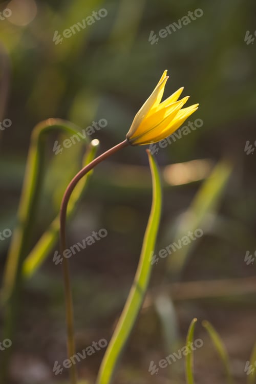 Preview: Yellow Wild Tulip (Bieberstein Tulip) In Its Natural Habitat