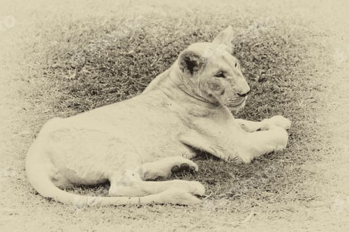 Preview: Vintage Style Black And White Image Of A Young White Lion In Casela Park, Mauritius