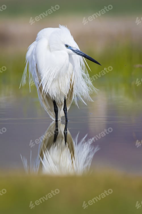 Preview: Beautiful White Heron. Colorful Nature Background. Heron: Little Egret. Egretta Garzetta.