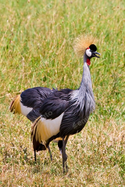 Preview: Black Crowned Crane In Ngorongoro Crater In Tanzania