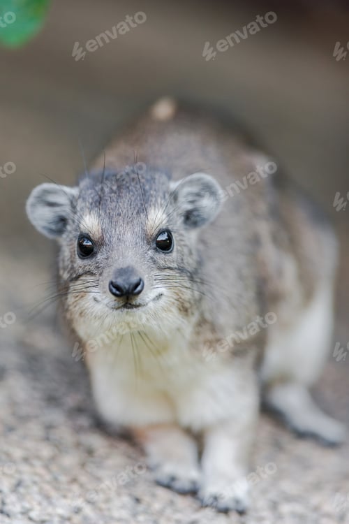 Preview: Rock Or Cape Hyrax (Procavia Capensis) On A Rock In Tanzania, Africa.