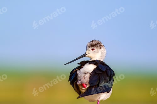 Preview: Common Water Bird. Black Winged Stilt. Himantopus Himantopus. Green Blue Nature Background.