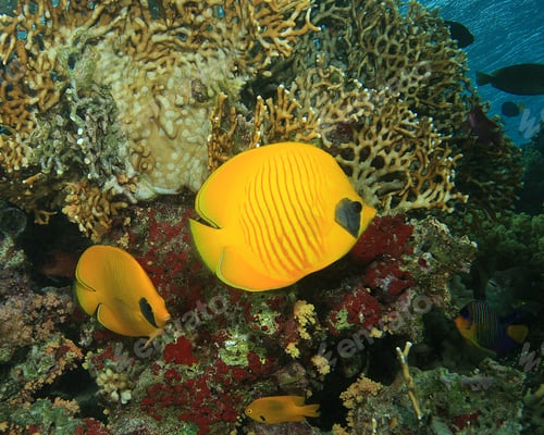 Preview: Masked Butterflyfish Chaetodon Semilarvatus