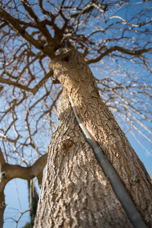 Preview: Japanese Garden At Kibbutz Hephzibah In Israel