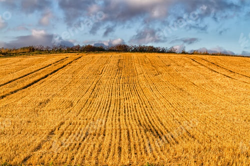 Preview: Harvested Wheat Field In Rural English Countryside, The Cotswolds Area, United Kingdom