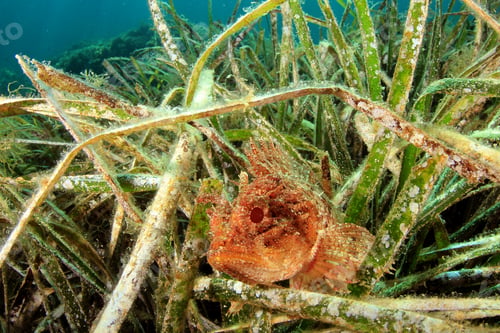 Preview: Scorpionfish In Seagrass