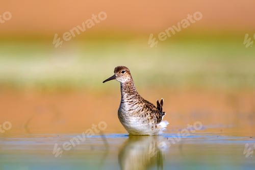 Preview: Water Bird. Common Bird; Ruff. Philomachus Pugnax. Colorful Nature Background.