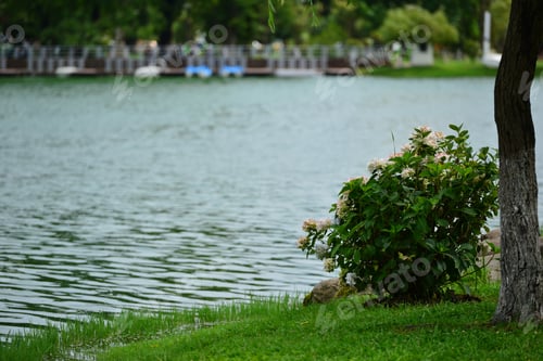 Preview: Lake Landscape With Tree Trunk And Bush, Batumi