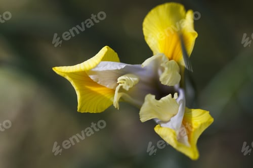 Preview: Yellow Iris Bud With Natural, Green Background
