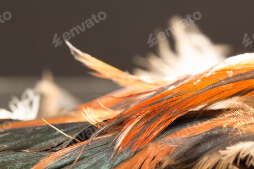 Preview: Colorful Rooster Feather With Details And Reflexions