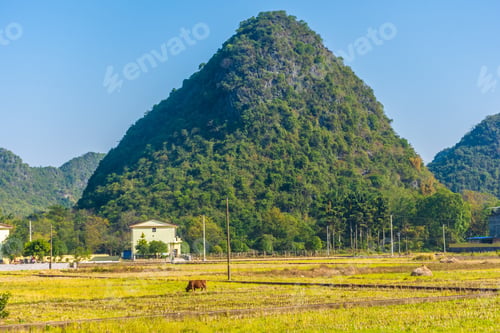 Preview: Water Buffalos In The Countryside Of Yangshuo, Guangxi, China