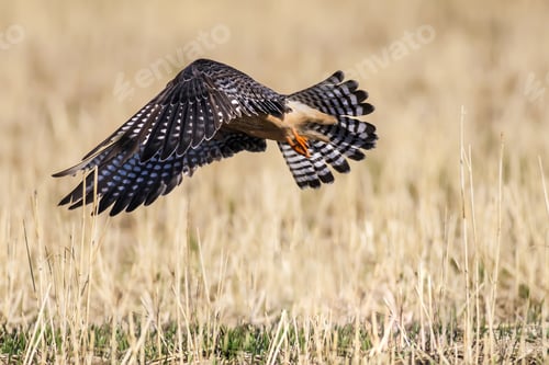 Preview: Falcon. Brown Yellow Nature Background. Bird: Red Footed Falcon.