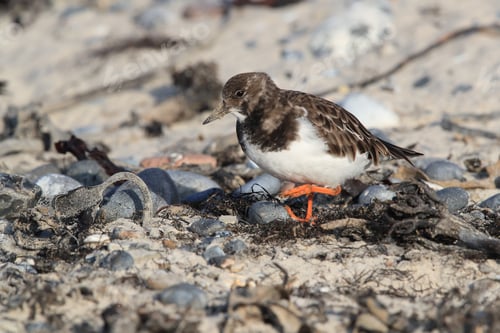 Preview: Ruddy Turnstone (Arenaria Interpres) Helgoland Germany