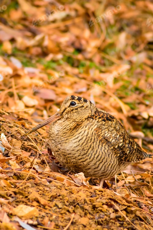 Preview: Woodcock And Dry Leaves. Brown Nature Background. Eurasian Woodcock / Scolopax Rusticola