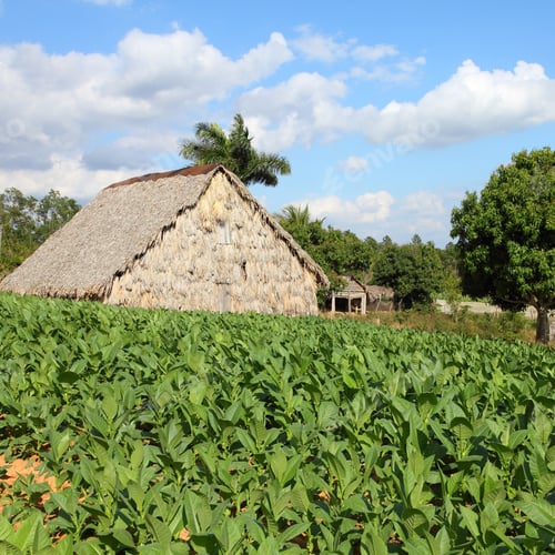 Preview: Cuba - Tobacco Plantation And Thatched Rural Huts In Vinales National Park. Unesco World Heritage