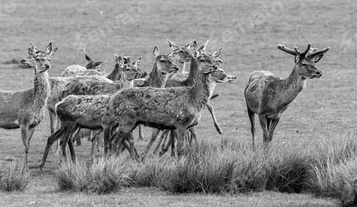 Preview: Deers In Sainte Croix, France