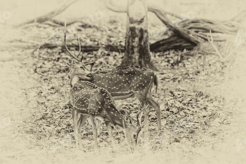 Preview: Vanishing Indian Wildlife: Vintage Style Image Of Two Chital Or Cheetal Deers (Axis Axis), Also