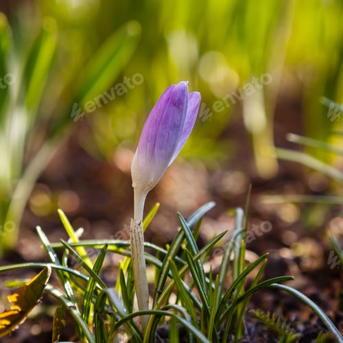 Preview: Beautiful Spring Background With Close-Up Of A Group Of Blooming Purple, Yellow, White Crocus