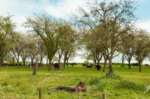 Preview: Springtime Agricultural Landscape.