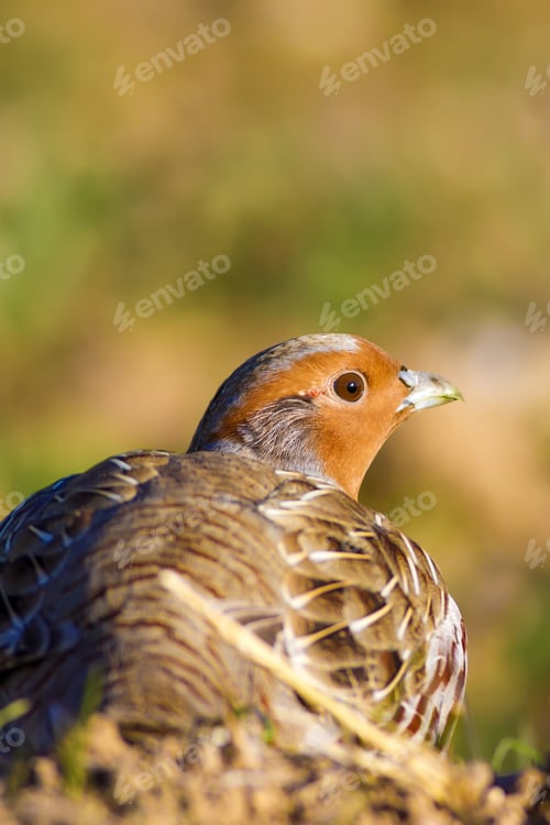 Preview: Partridges. Colorful Nature Background. Bird: Grey Partridge. Perdix Perdix.