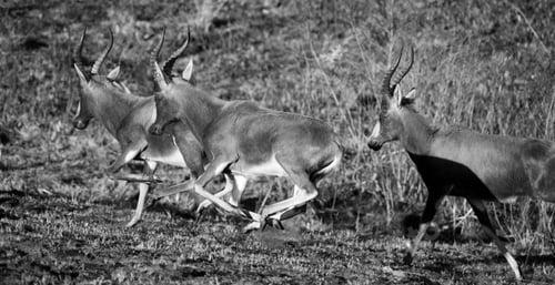 Preview: Blesbok Antelopes (Damaliscus Pygargus) In The Malolotja Nature Reserve, Swaziland