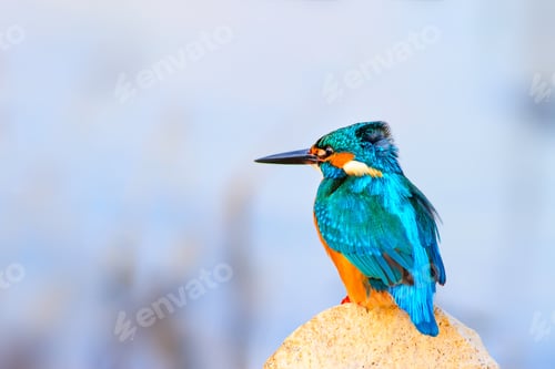 Preview: Kingfisher. Blue Natural Background.