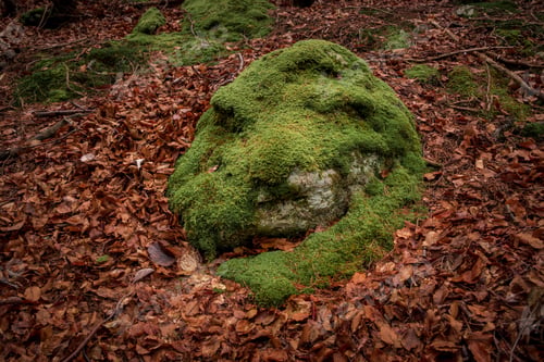 Preview: Moss In Autumn Forest