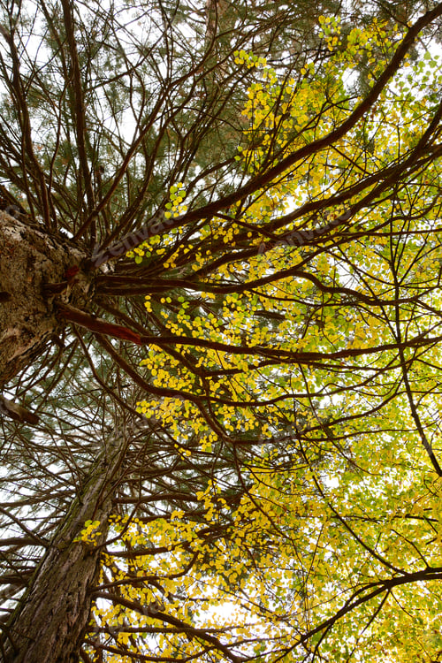 Preview: Sequoia Sempervirens (Coast Redwood) From Below