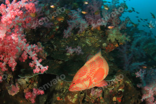 Preview: Coral Grouper Fish