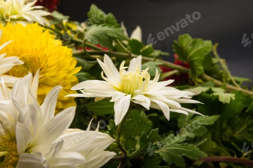 Preview: Bouquet Of Colorful Autumn Flowers On A Black Background
