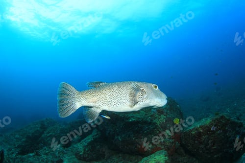 Preview: Giant Puffer Fish