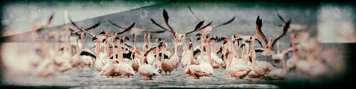 Preview: Vintage Style Image Of Flamingos At Lake Nakuru, Kenya