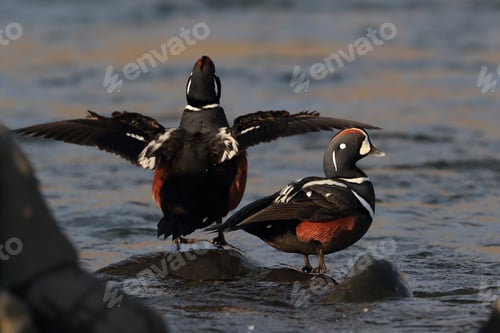 Preview: Harlequin Duck Iceland