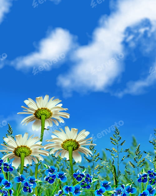 Preview: Wildflowers Daisies. Summer Landscape.
