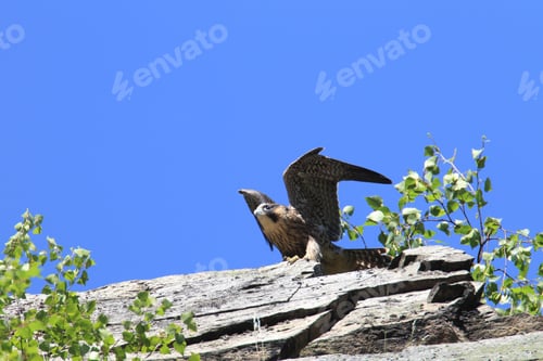 Preview: Young Peregrine Falcon (Falco Peregrinus) Germany