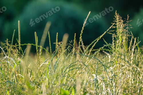 Preview: Summer Meadow Grass And Weed Texture. Abstract Green Foliage Blur Background With Shallow Depth Of
