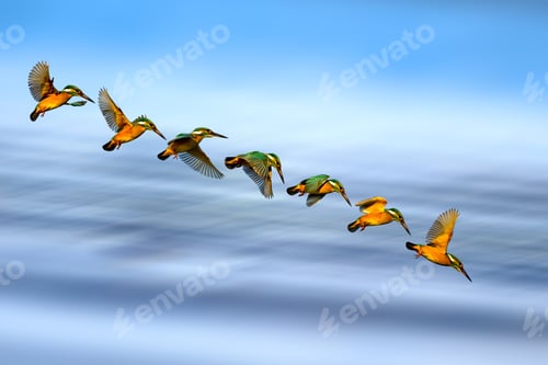 Preview: Flying Bird Kingfisher. Colorful Nature. Motion Blur Background.