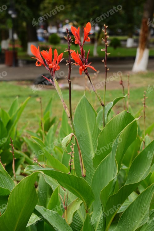 Preview: Blooming Canna (Canna Lily) With Raindrops