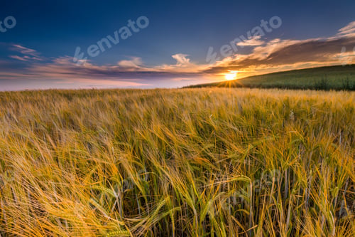 Preview: Beautiful Landscape Of Sunset Over Corn Field At Summer. Beautiful Grown Corn Ears In Summertime