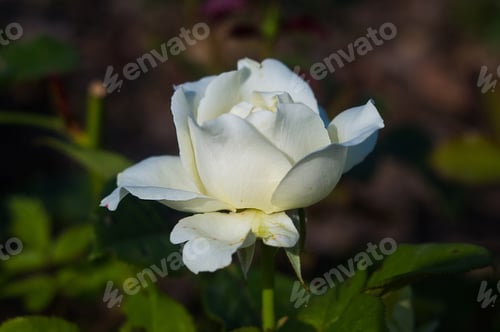 Preview: White Rose Flower. Nature. Close Up, Selective Focus