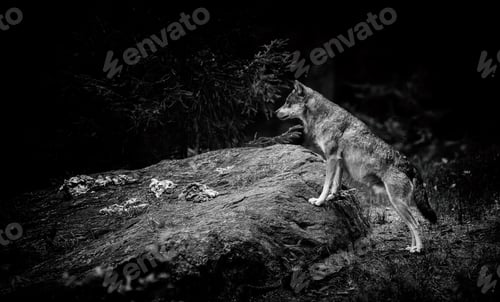 Preview: Gray (Or Grey) Wolves (Canis Lupus) In The Bayerischer Wald National Park In Bavaria, Germany
