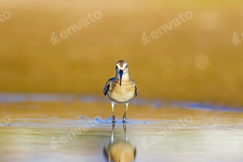 Preview: Water And Birds. Wetland And Waterfowls. Colorful Nature Background.