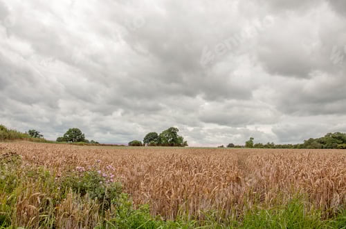 Preview: Clouds Over The Crops.
