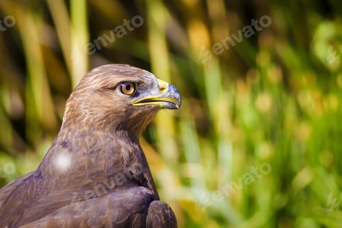 Preview: Bird Of Prey. Buzzard Portrait. Green Nature Background. Bird: Long Legged Buzzard. Buteo Rufinus.