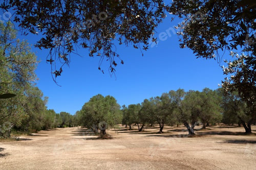 Preview: Apulia Old Olive Trees - Olive Oil Making Region In Bari Province, Italy.