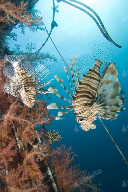 Preview: Pair Of Lionfish