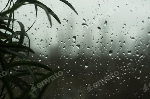 Preview: House Plants And Raindrops On The Window Glass