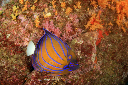 Preview: Blue-Ringed Angelfish