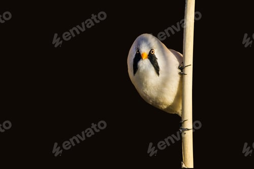 Preview: Cute Liitle Curious Bird. Isolated Bird Photo. Black Background. Bird: Bearded Reedling. Panurus
