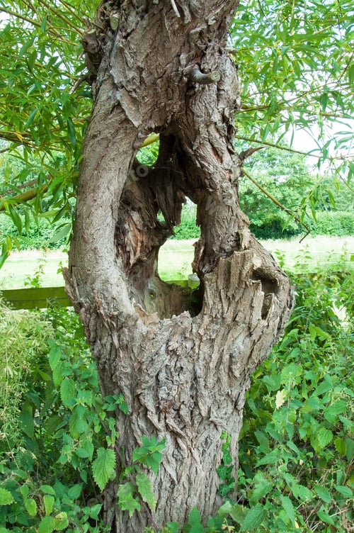 Preview: Old Tree Trunk With A Hole In It.